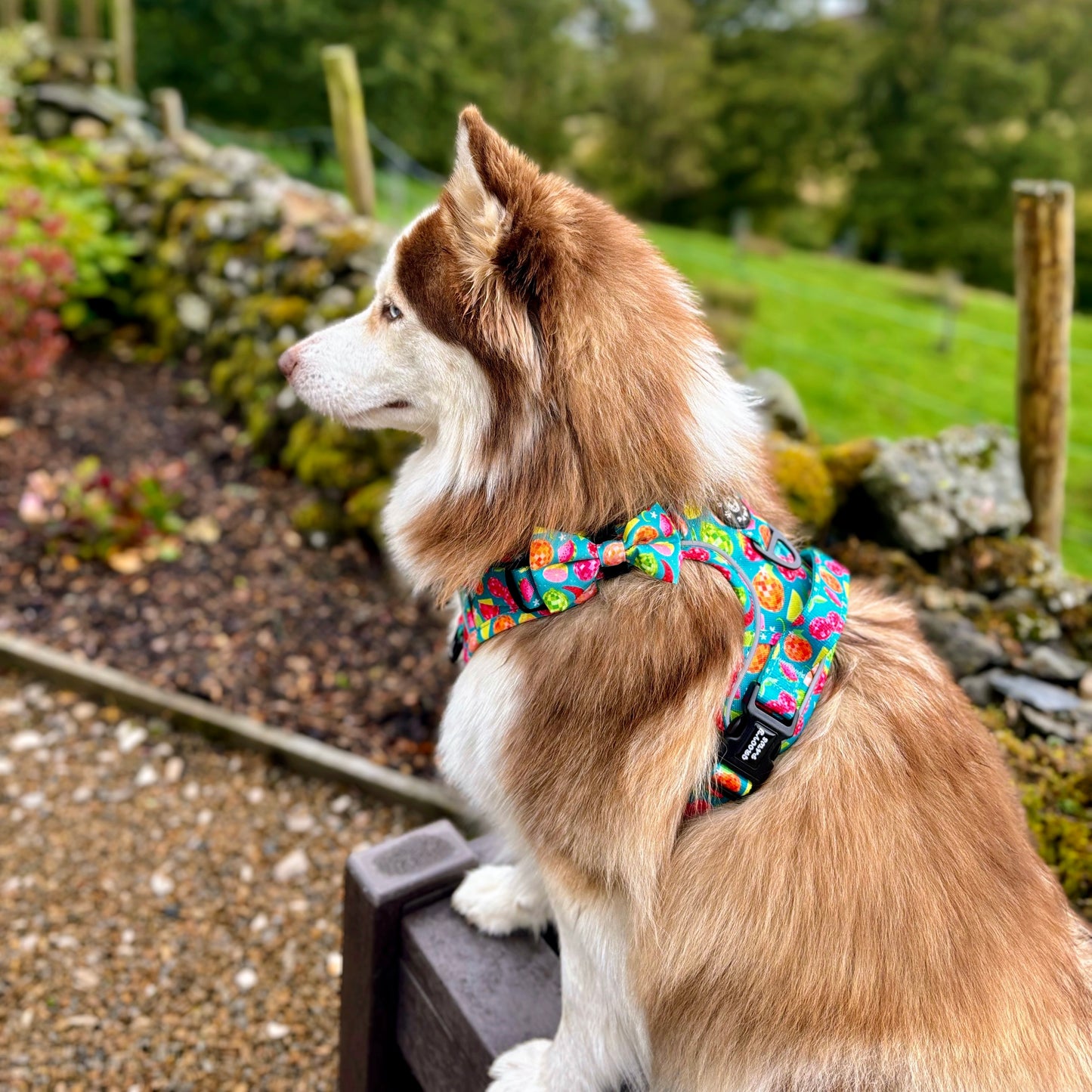 Bow Tie - Funkin' Fruit