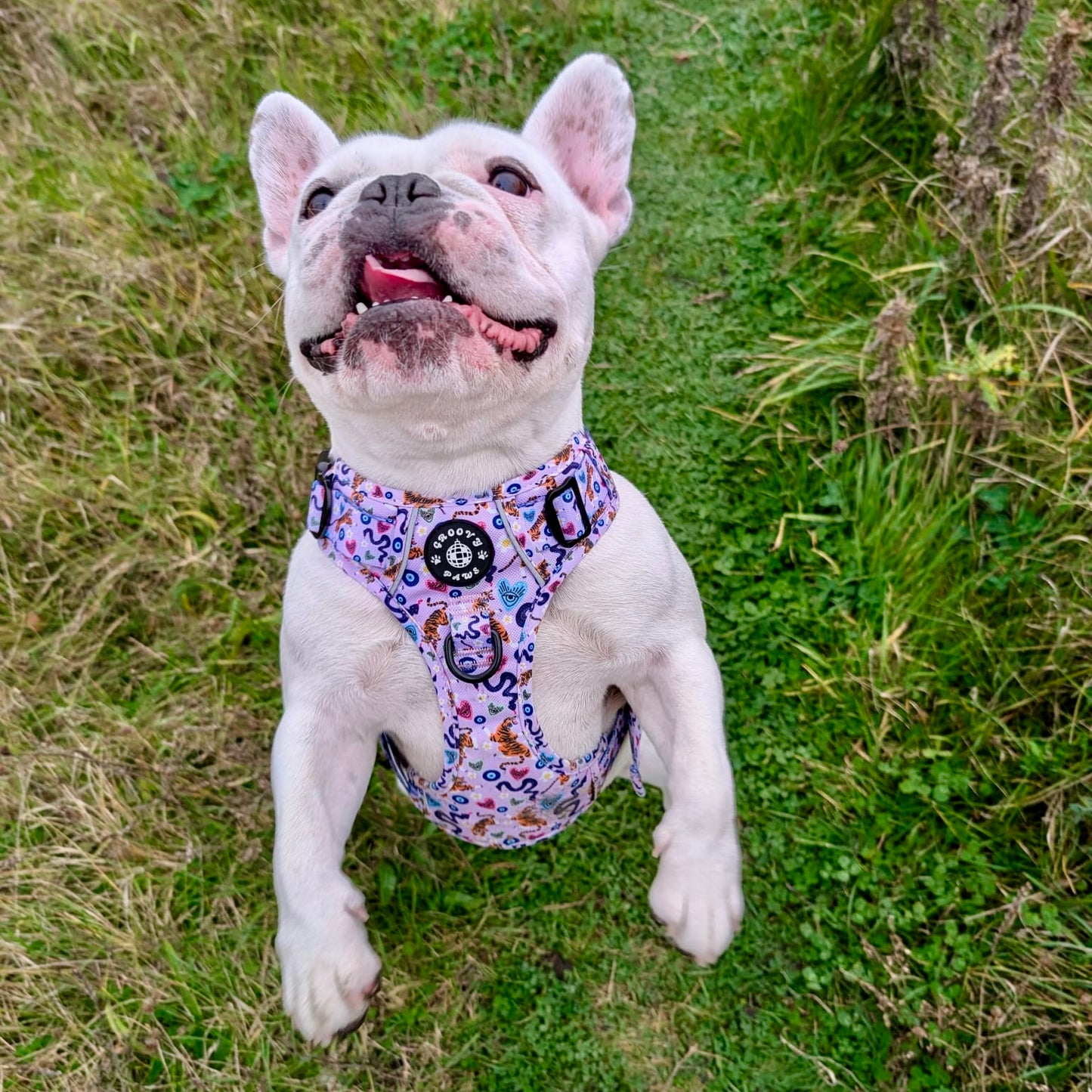 Grip & Groove Harness - Jungle Boogie