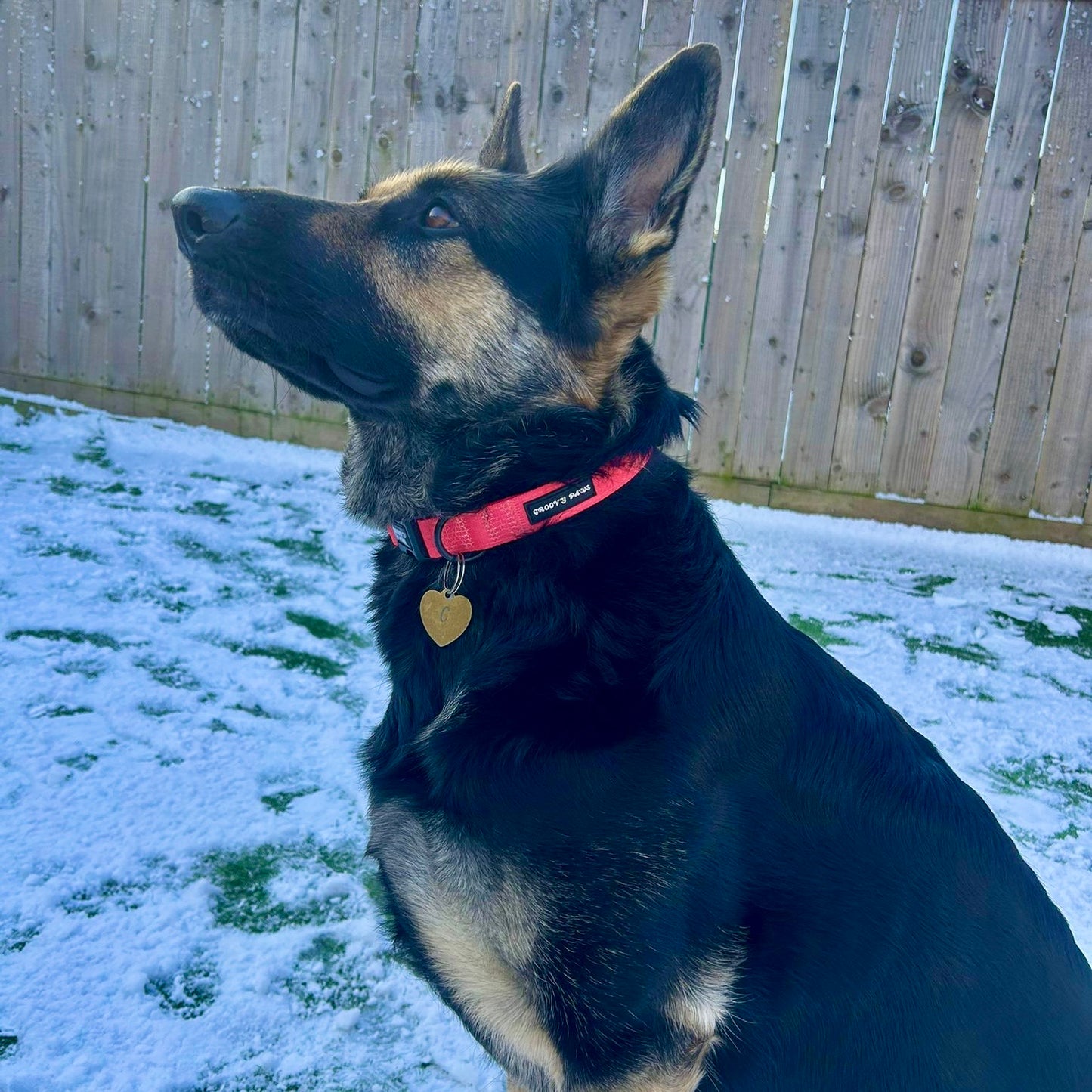 Collar - Psychedelic Pooch