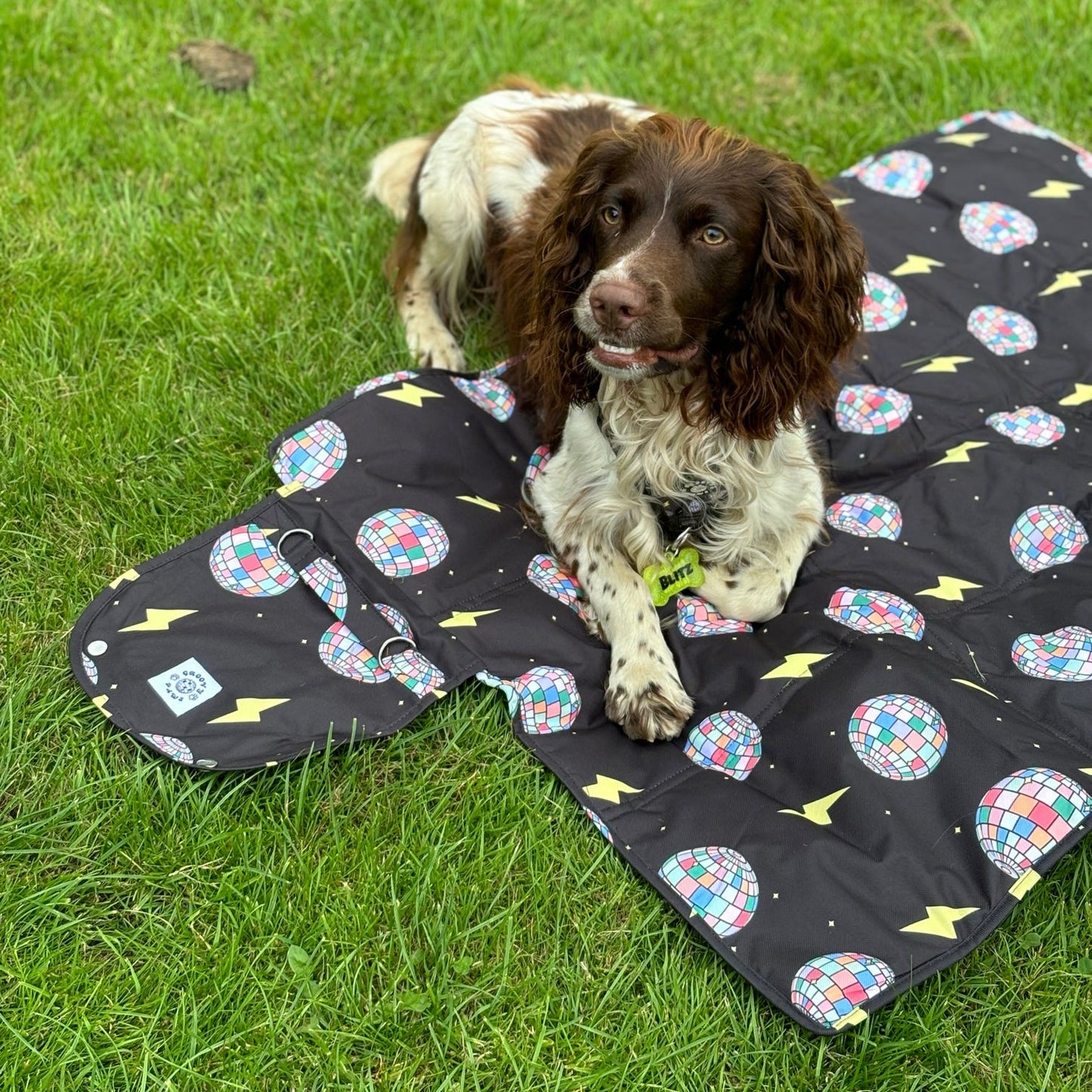 Settle Mat - Paw-struck