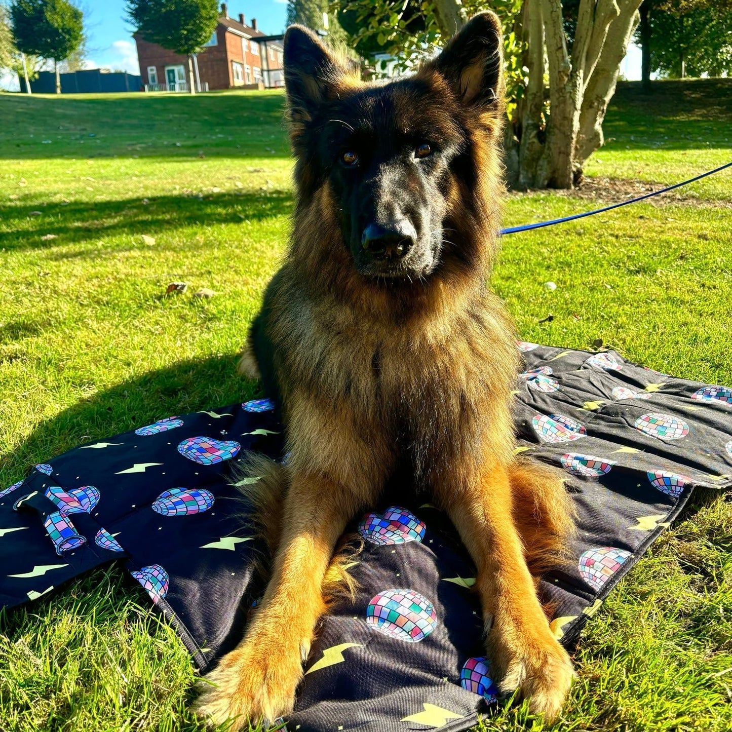 Settle Mat - Paw-struck