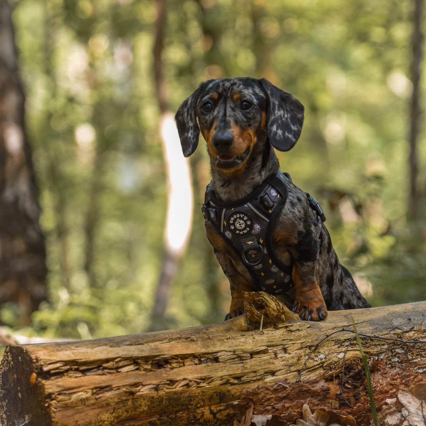 Grip & Groove Harness - Paw-Struck