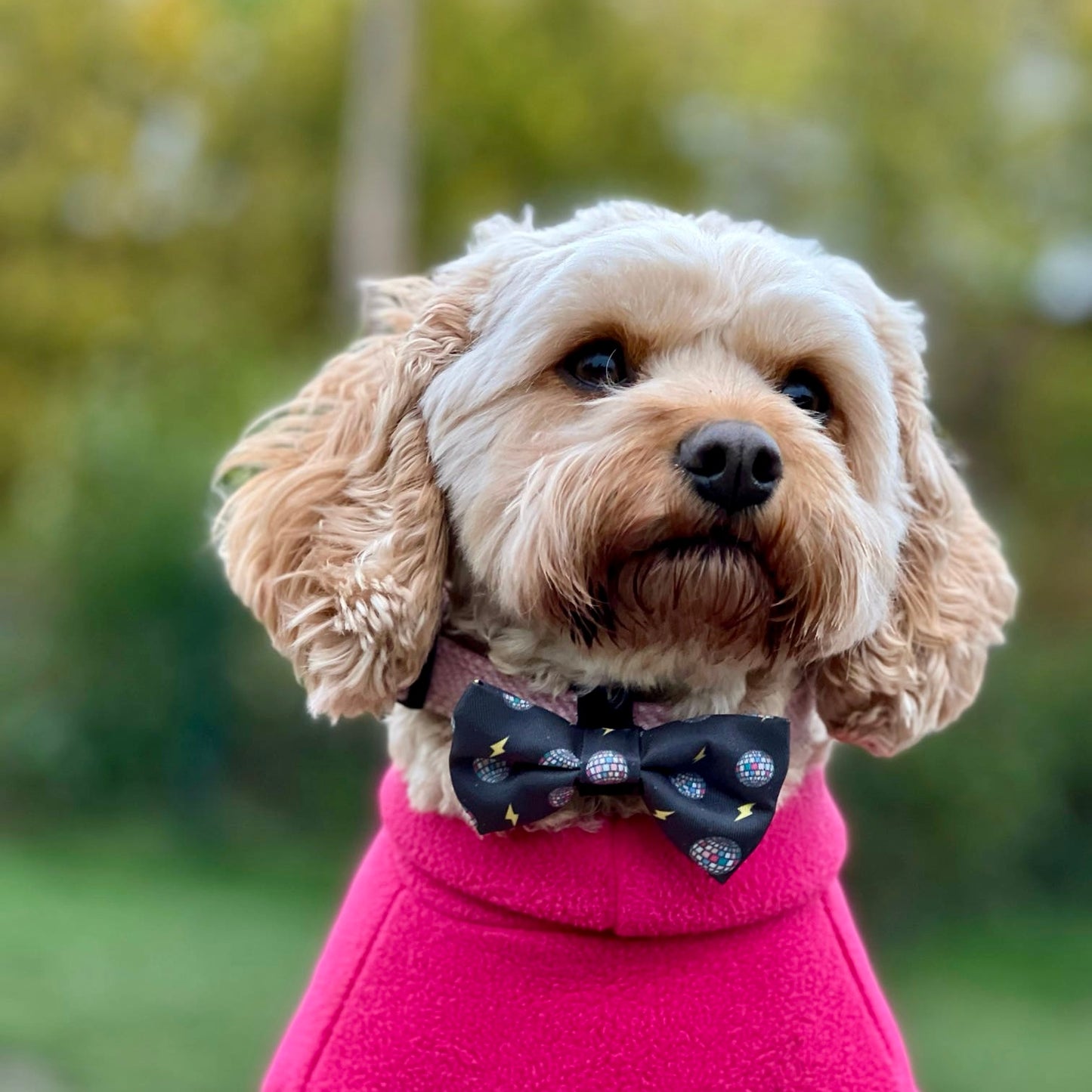 Bow Tie - Pawstruck