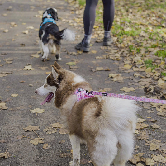 How to spoil & keep your dog safe this Valentines! 😘