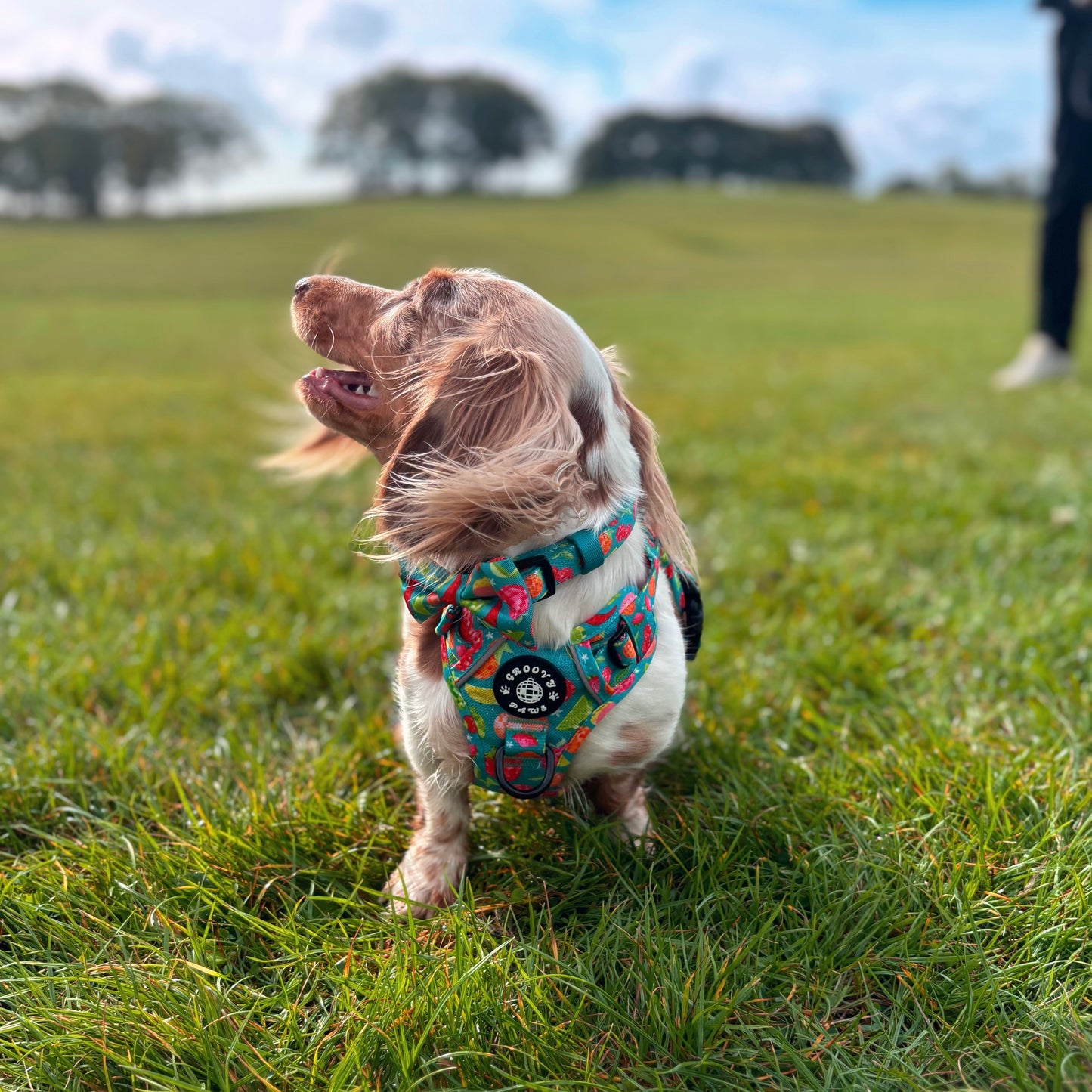 Collar - Funkin' Fruit