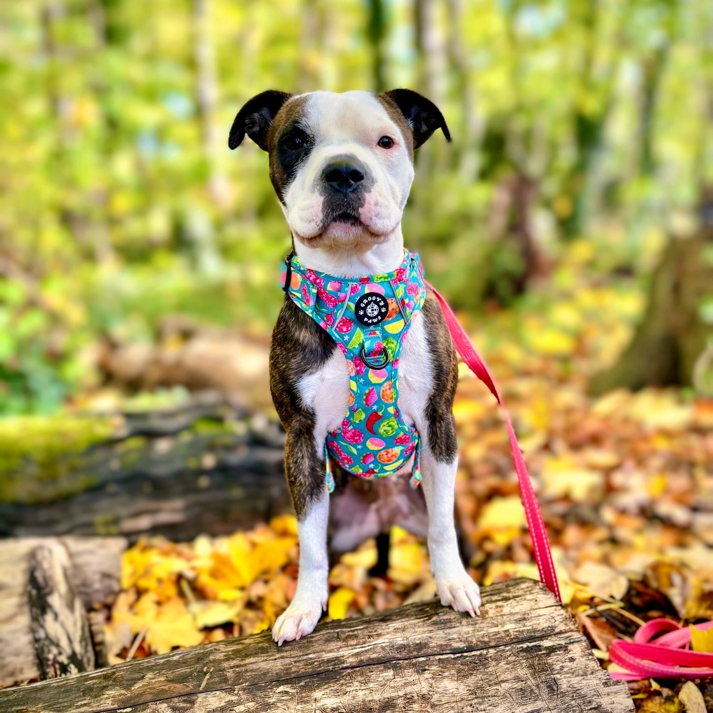 Grip & Groove Harness - Funkin' Fruit