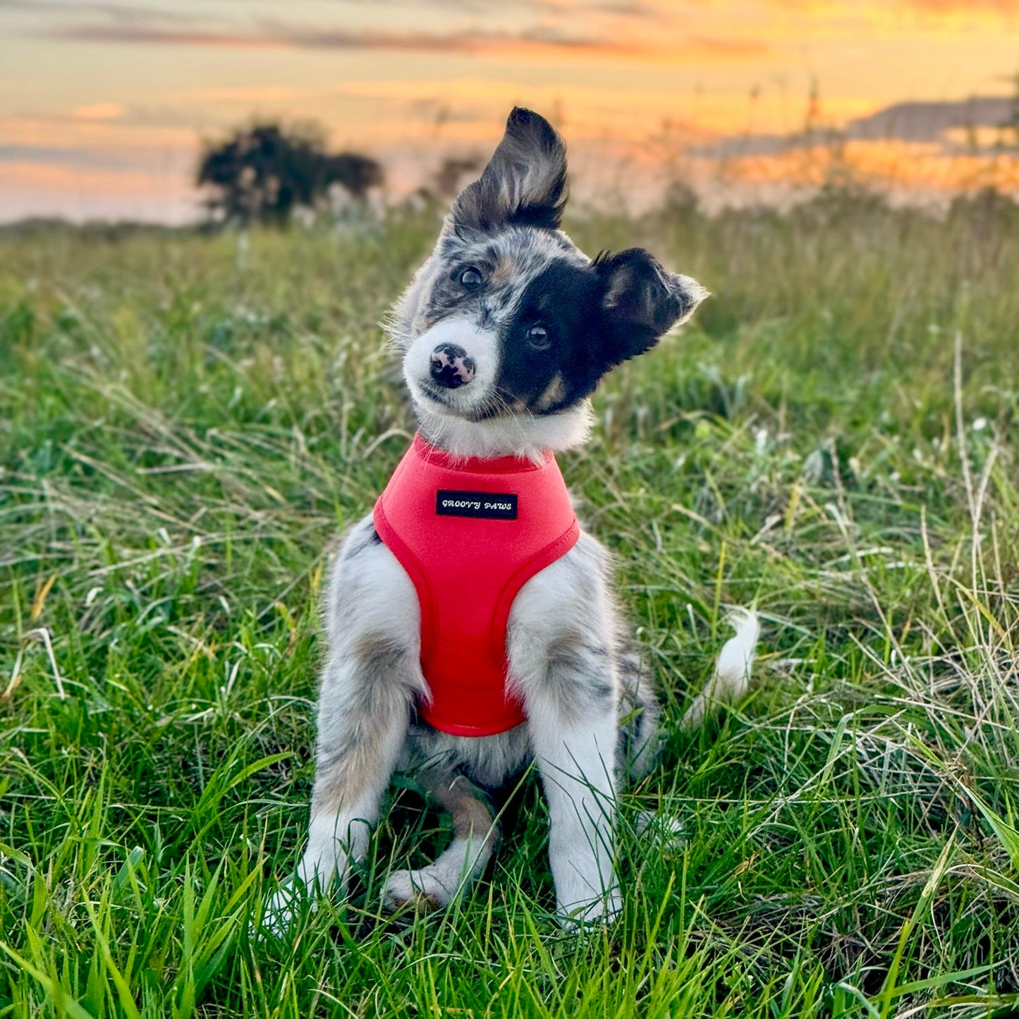 Reversible Harness - Psychedelic Pooch