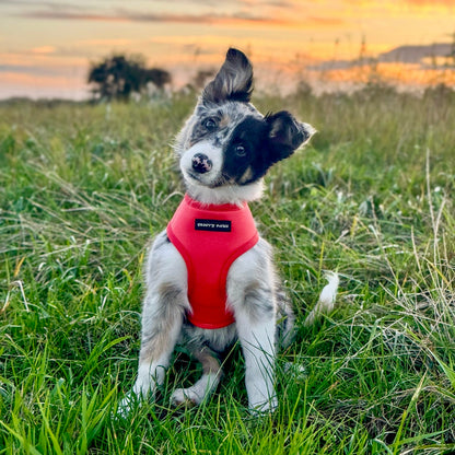 Reversible Harness - Psychedelic Pooch