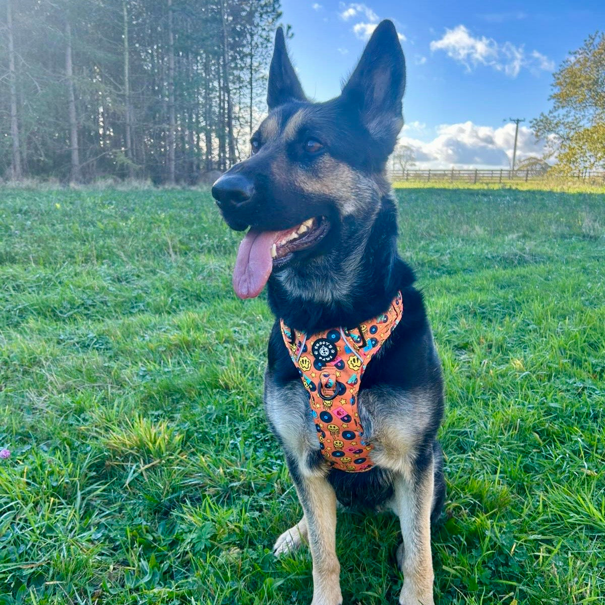 Grip & Groove Harness - Barkin' Beats