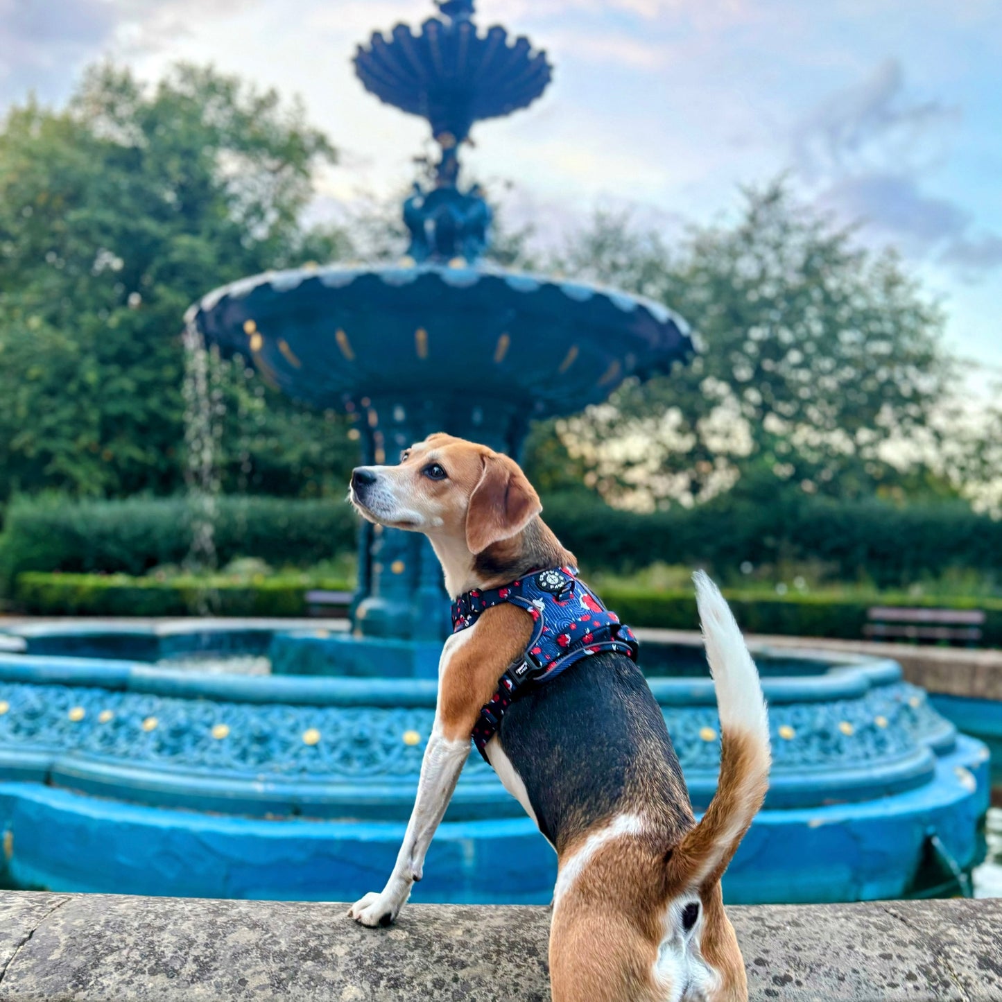 Grip & Groove Harness - Tails of Yin & Yang