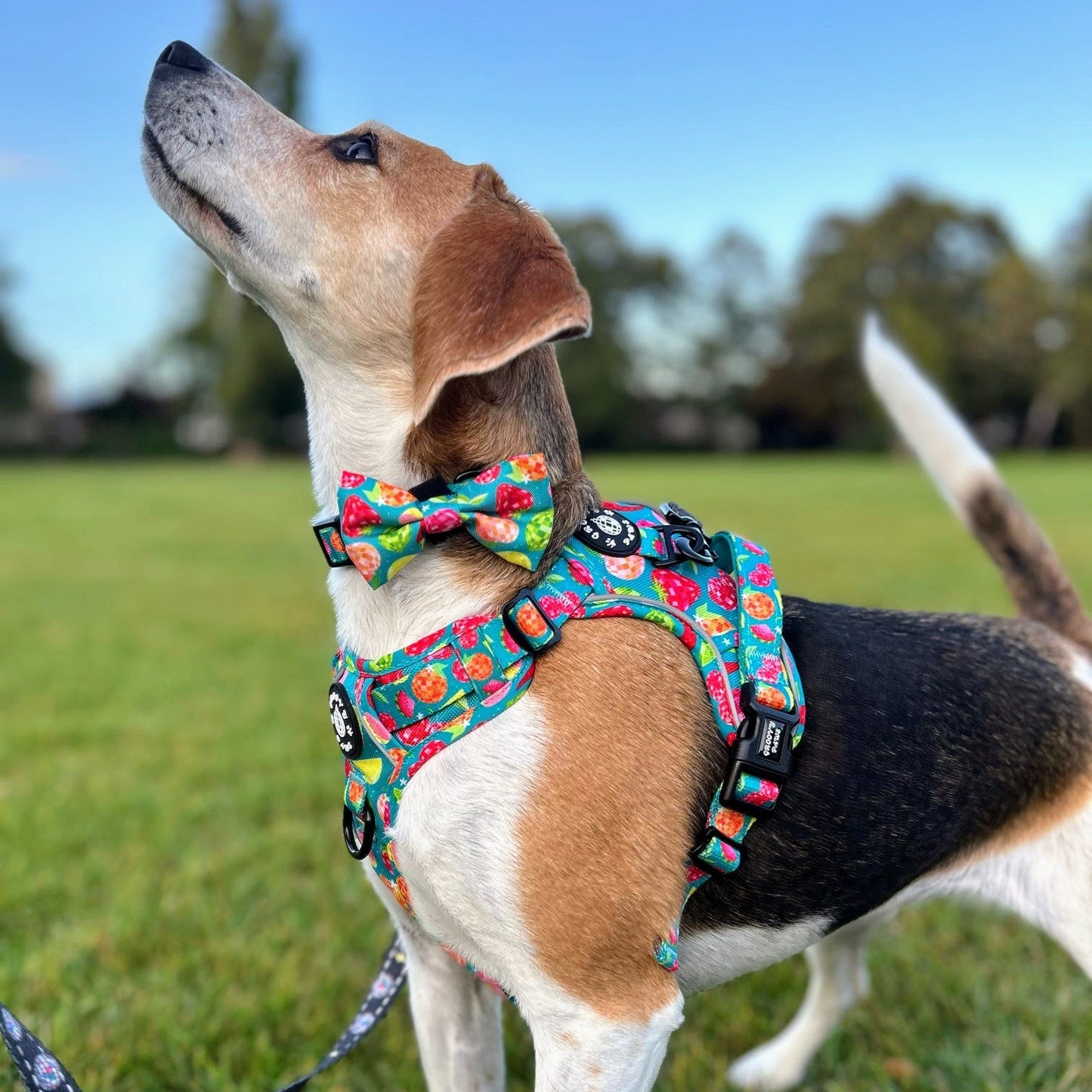 Bow Tie - Funkin' Fruit