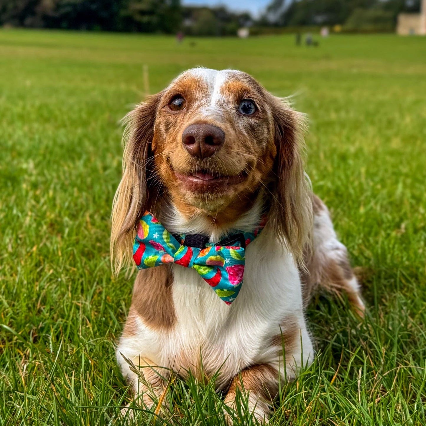 Bow Tie - Funkin' Fruit