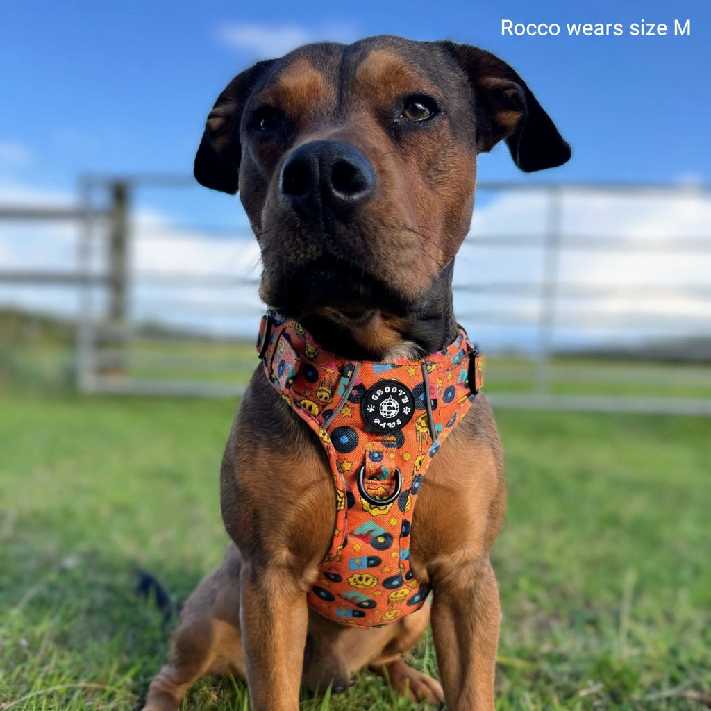 Grip & Groove Harness - Barkin' Beats