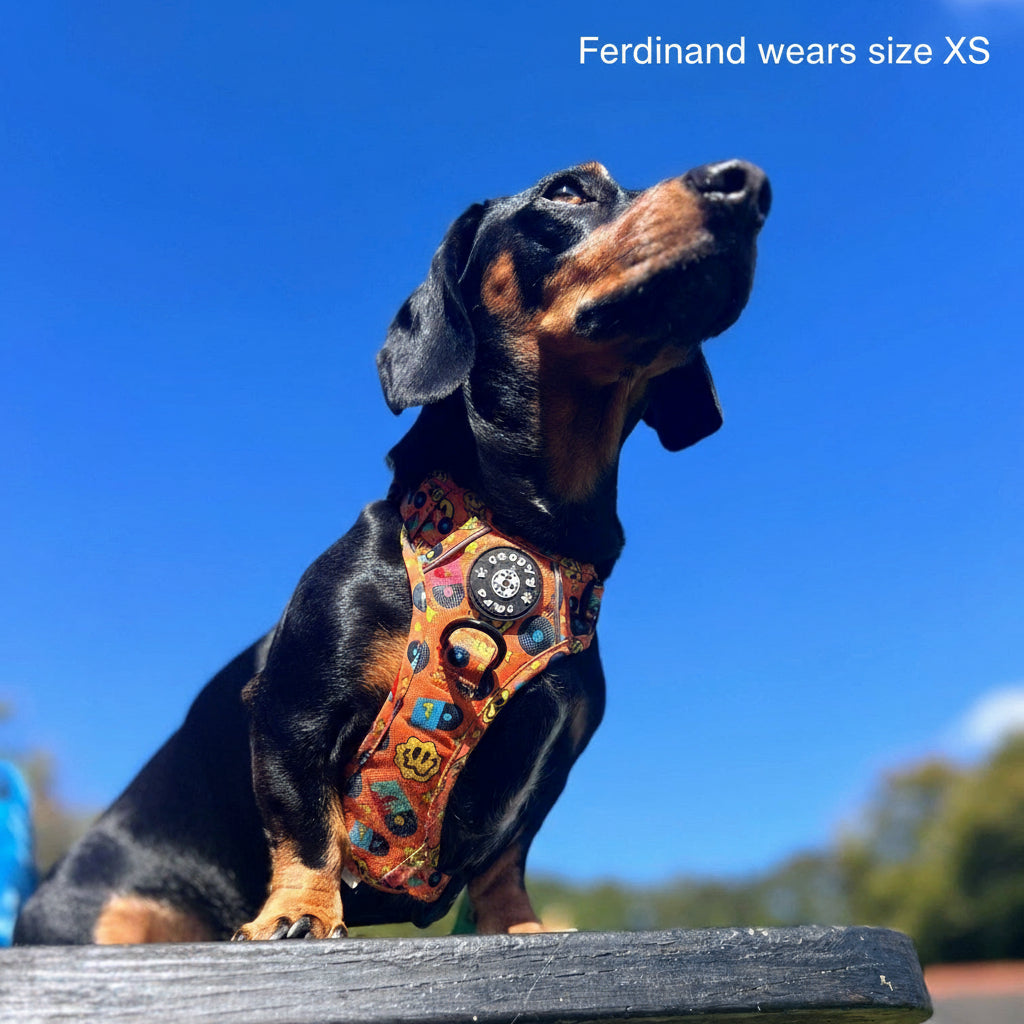 Grip & Groove Harness - Barkin' Beats