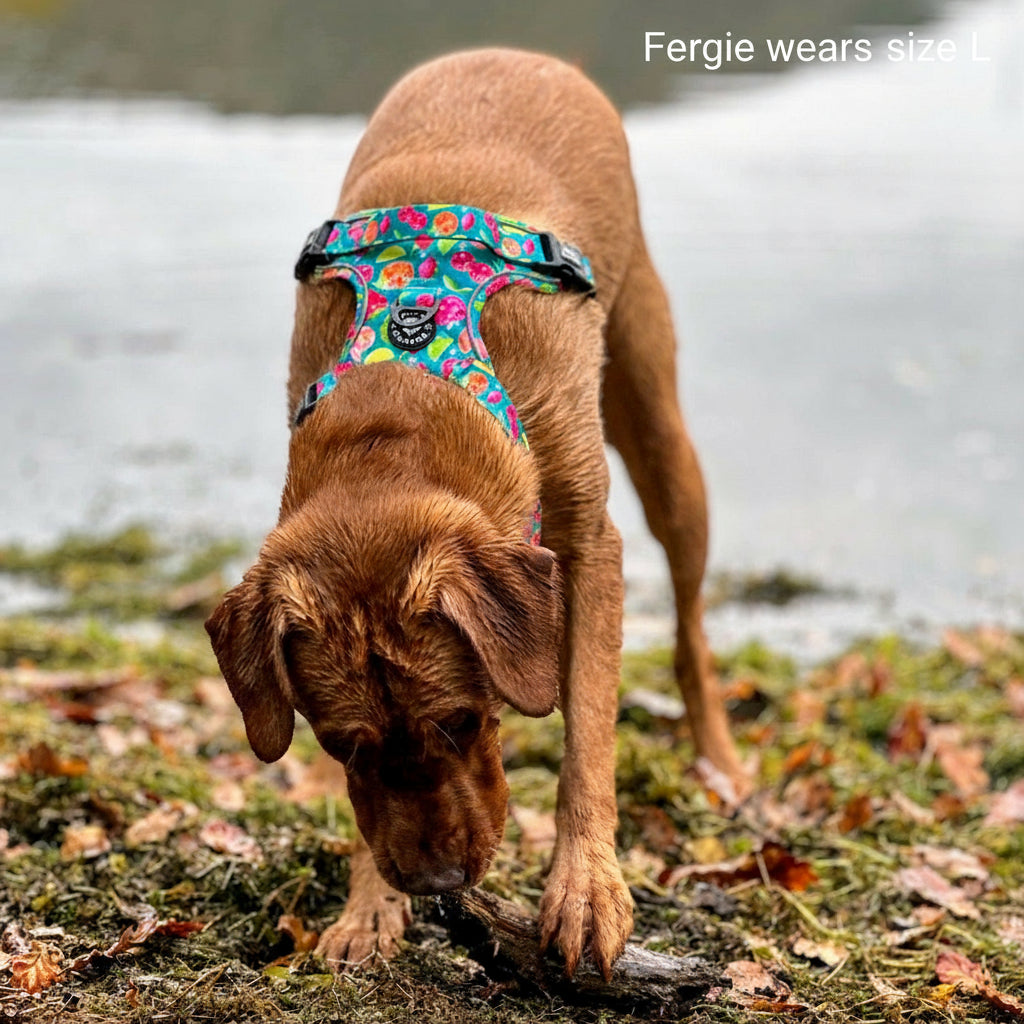 Grip & Groove Harness - Funkin' Fruit