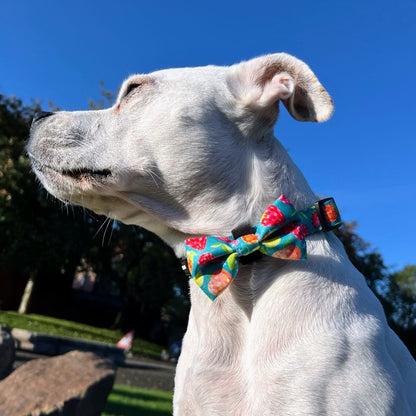 Bow Tie - Funkin' Fruit