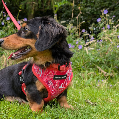 Reversible Harness - Psychedelic Pooch