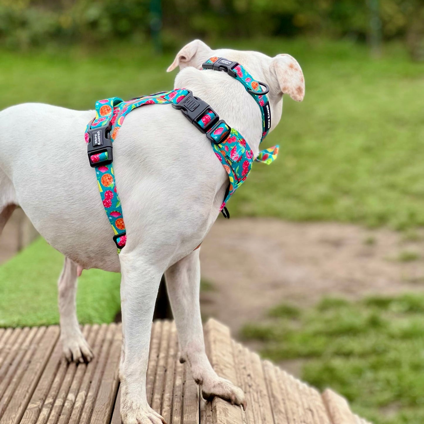 Grip & Groove Harness - Funkin' Fruit