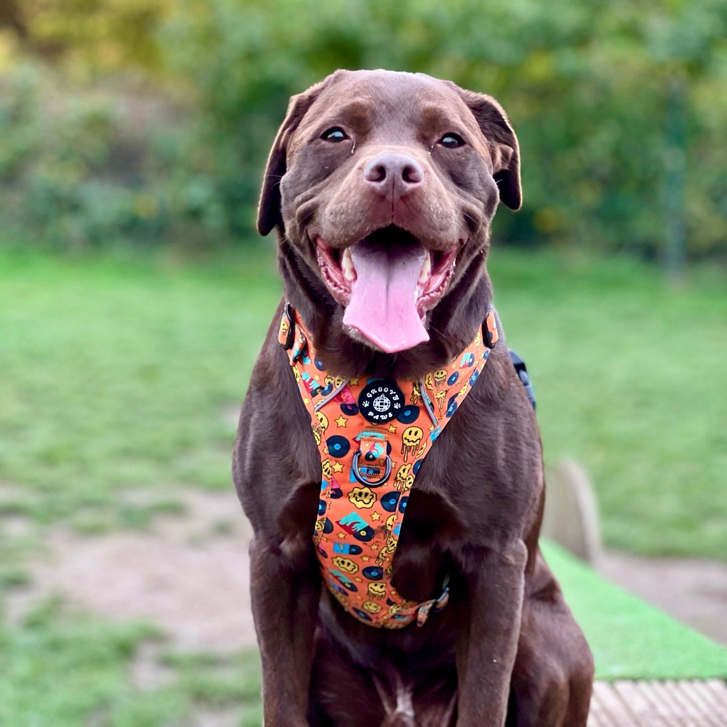 Grip & Groove Harness - Barkin' Beats