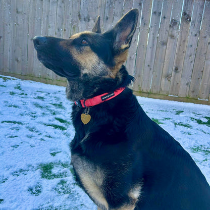 Collar - Psychedelic Pooch