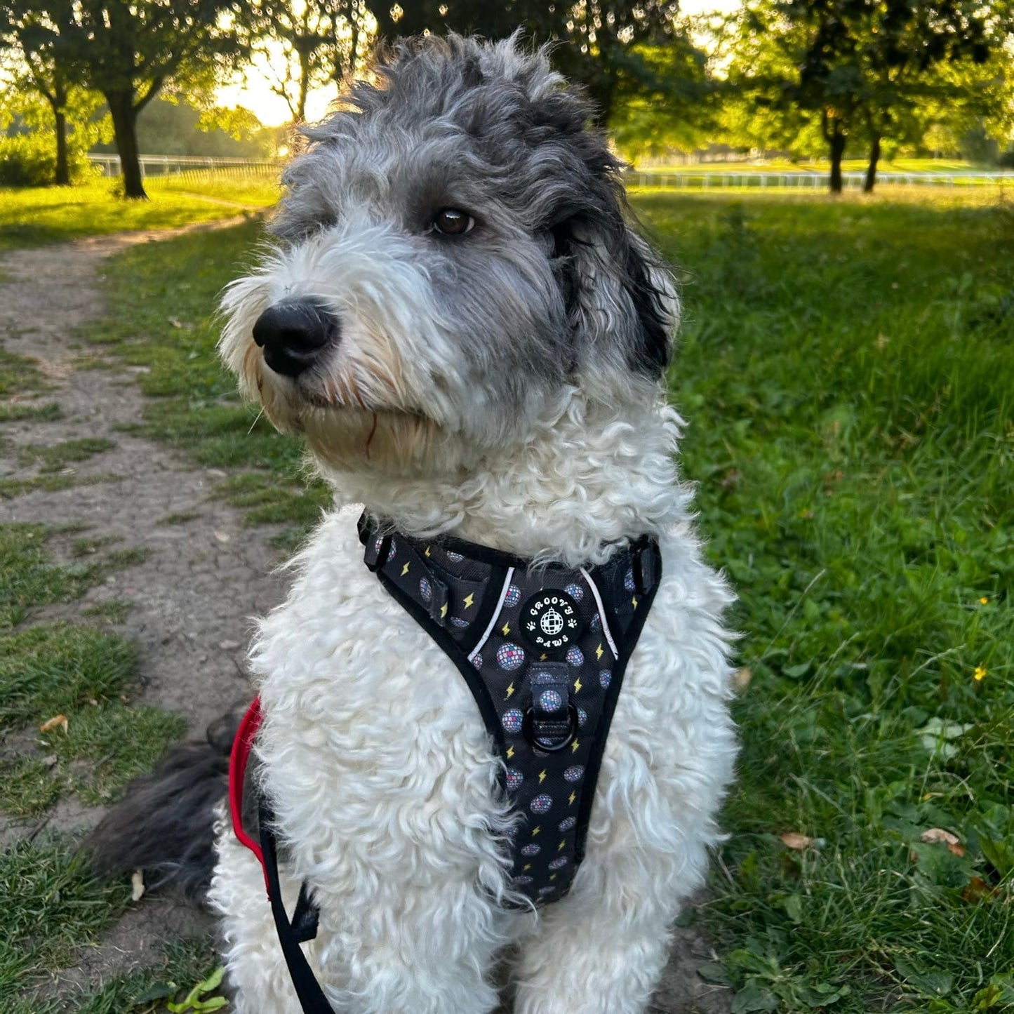 Grip & Groove Harness - Paw-Struck