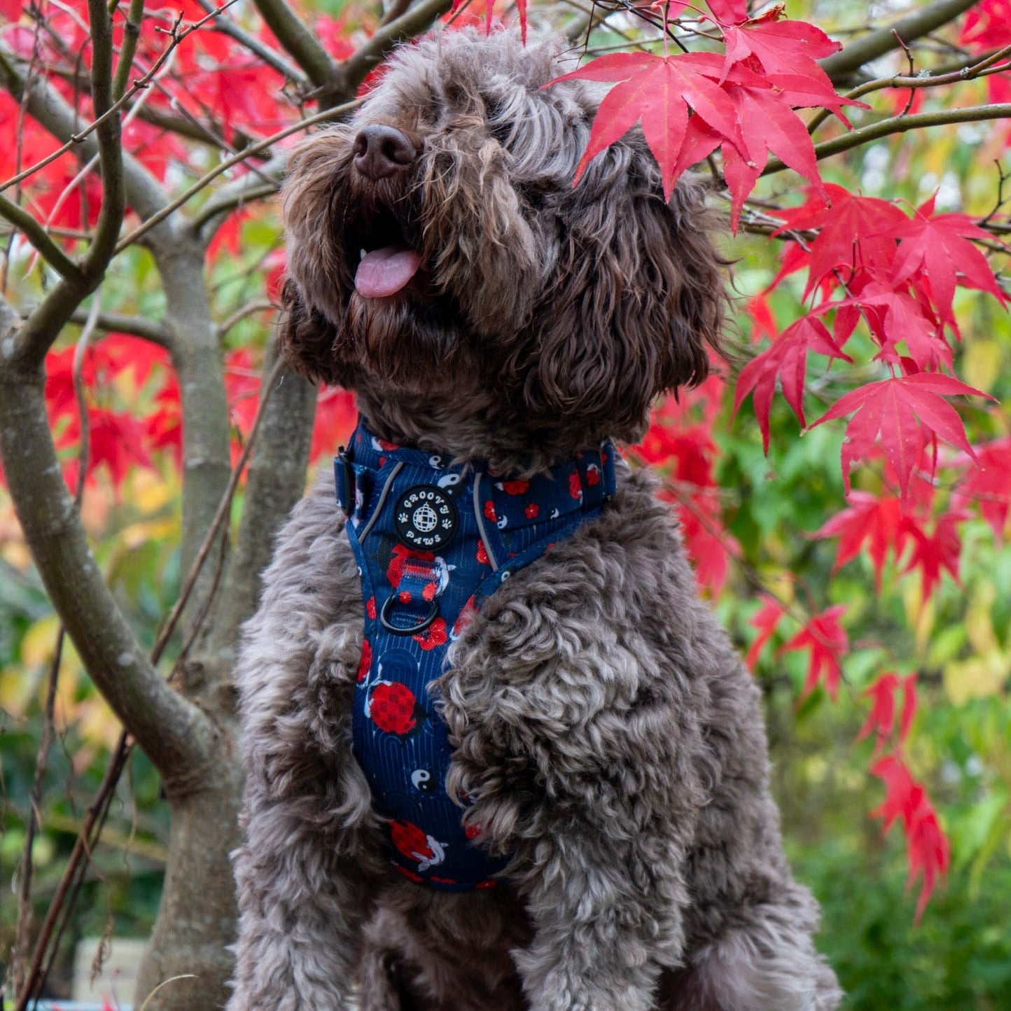 Grip & Groove Harness - Tails of Yin & Yang