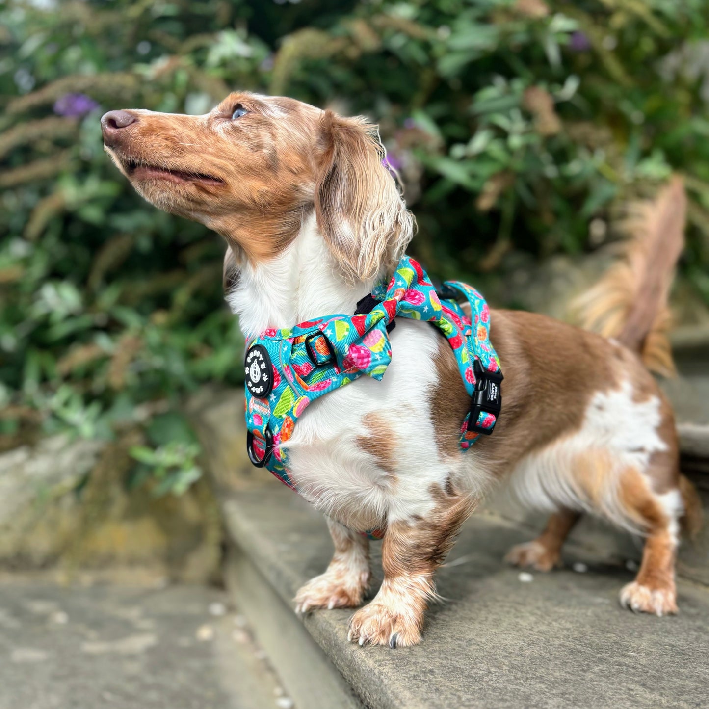 Bow Tie - Funkin' Fruit