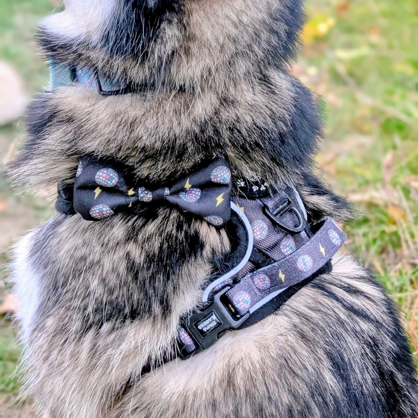 Bow Tie - Pawstruck