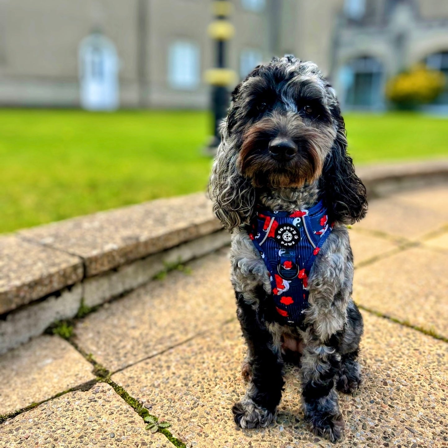 Grip & Groove Harness - Tails of Yin & Yang