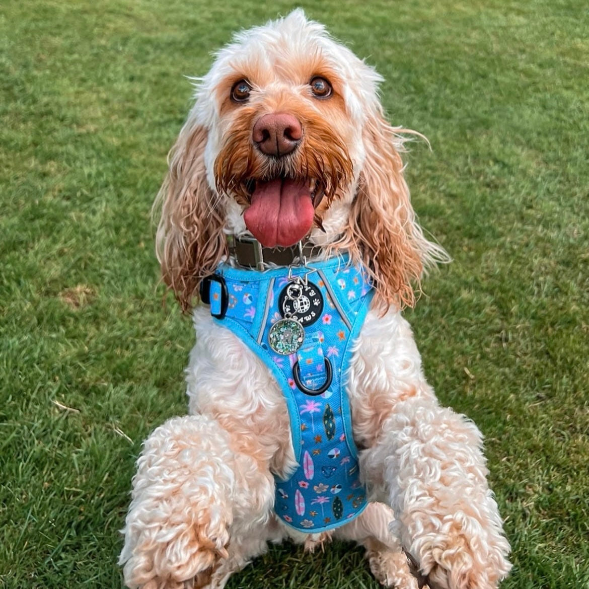 Grip & Groove Harness - Surf's Pup