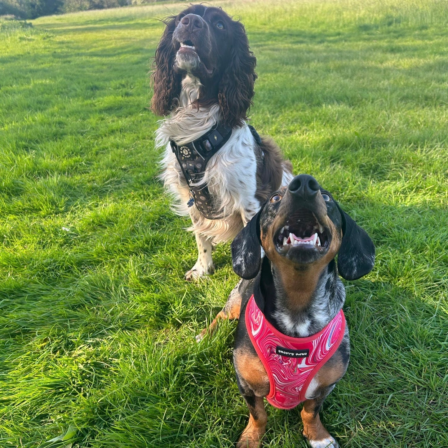 Reversible Harness - Psychedelic Pooch