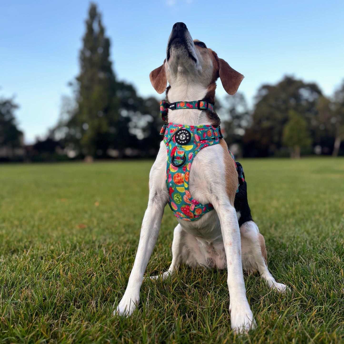 Collar - Funkin' Fruit