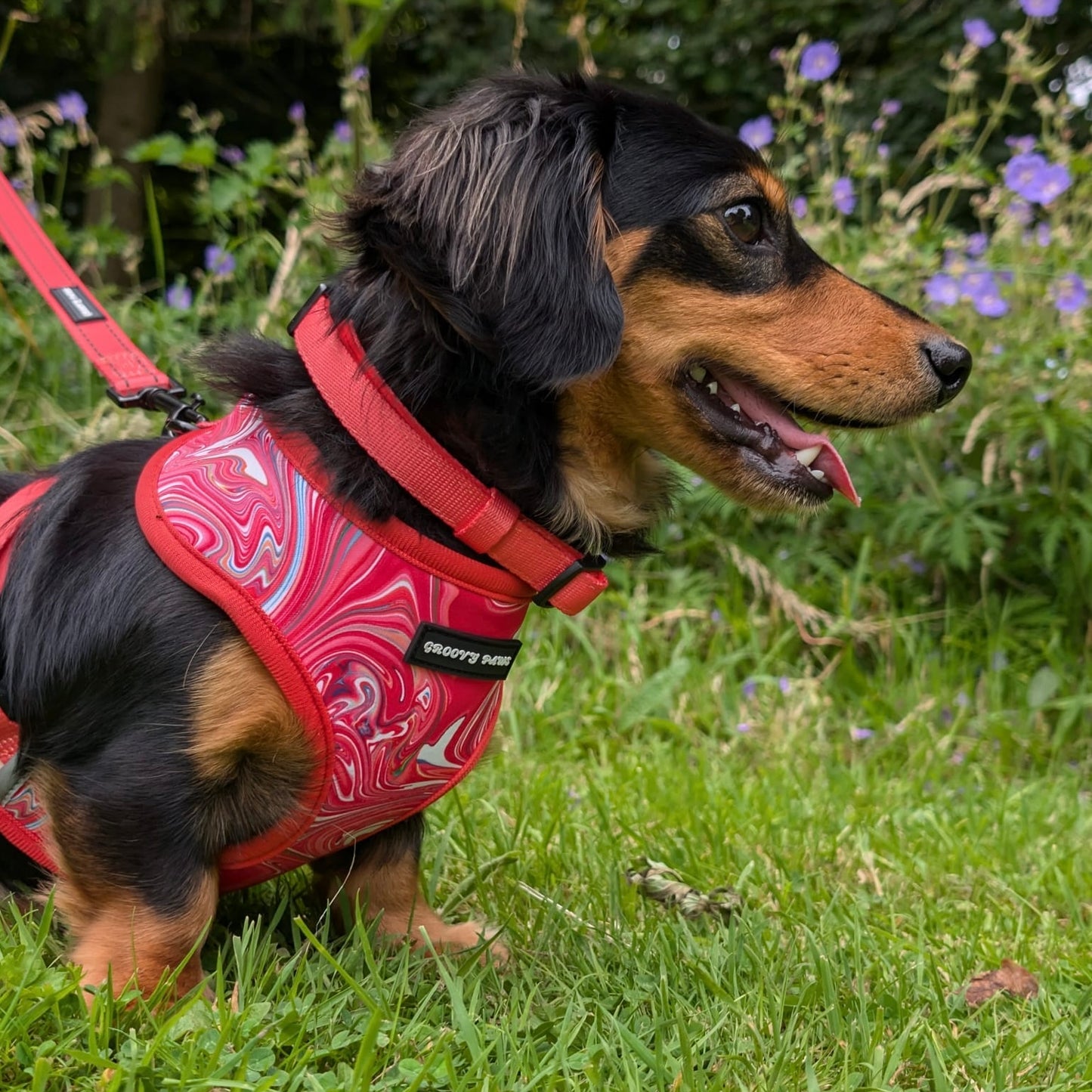 Collar - Psychedelic Pooch