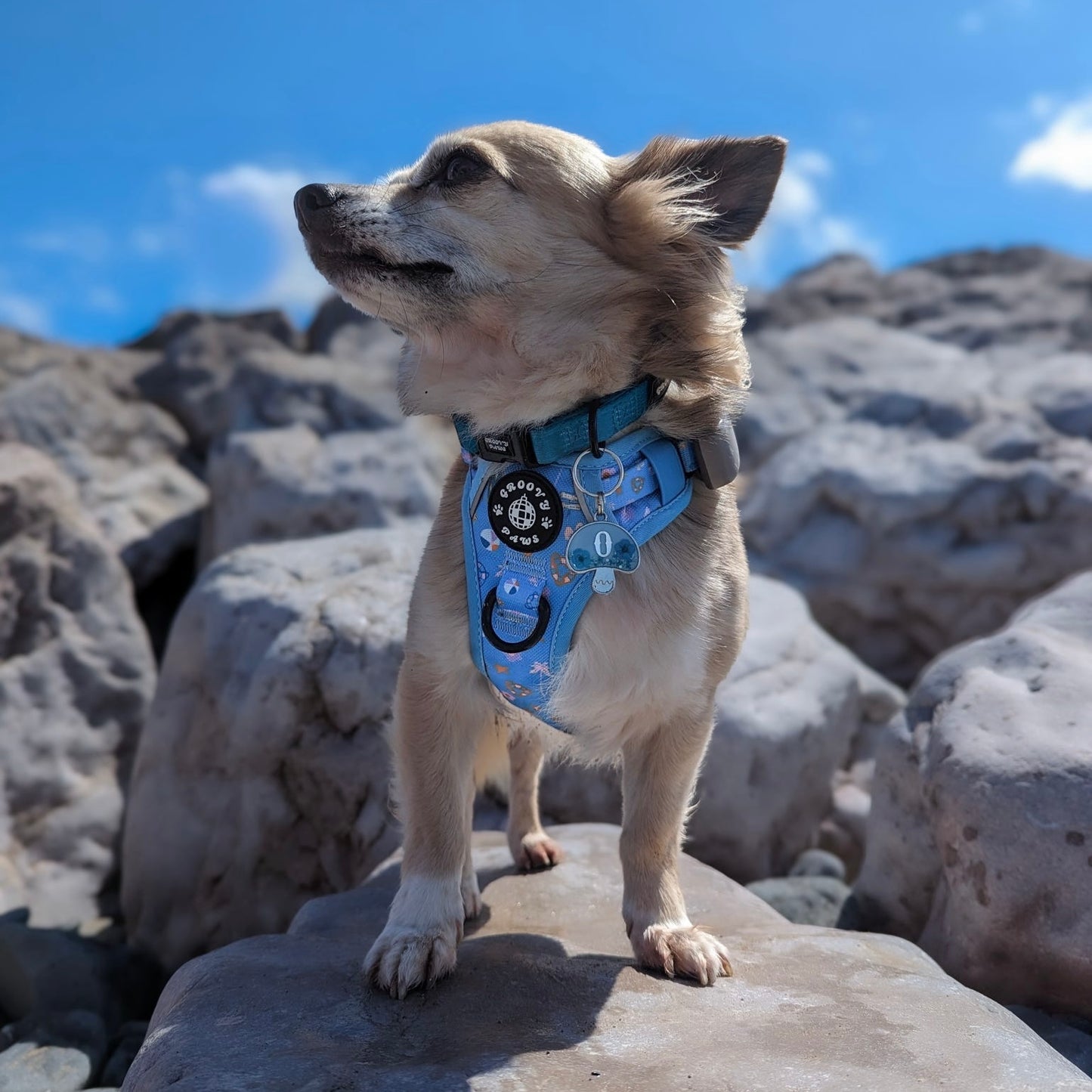 Grip & Groove Harness - Surf's Pup