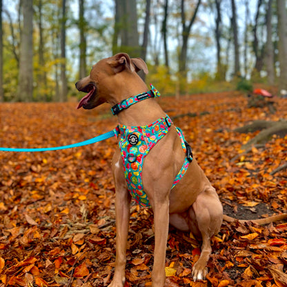 Collar - Funkin' Fruit