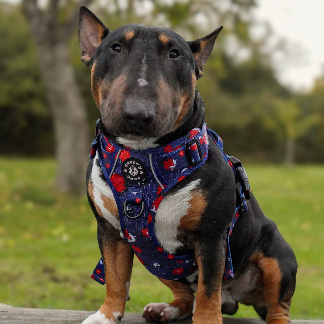 Grip & Groove Harness - Tails of Yin & Yang