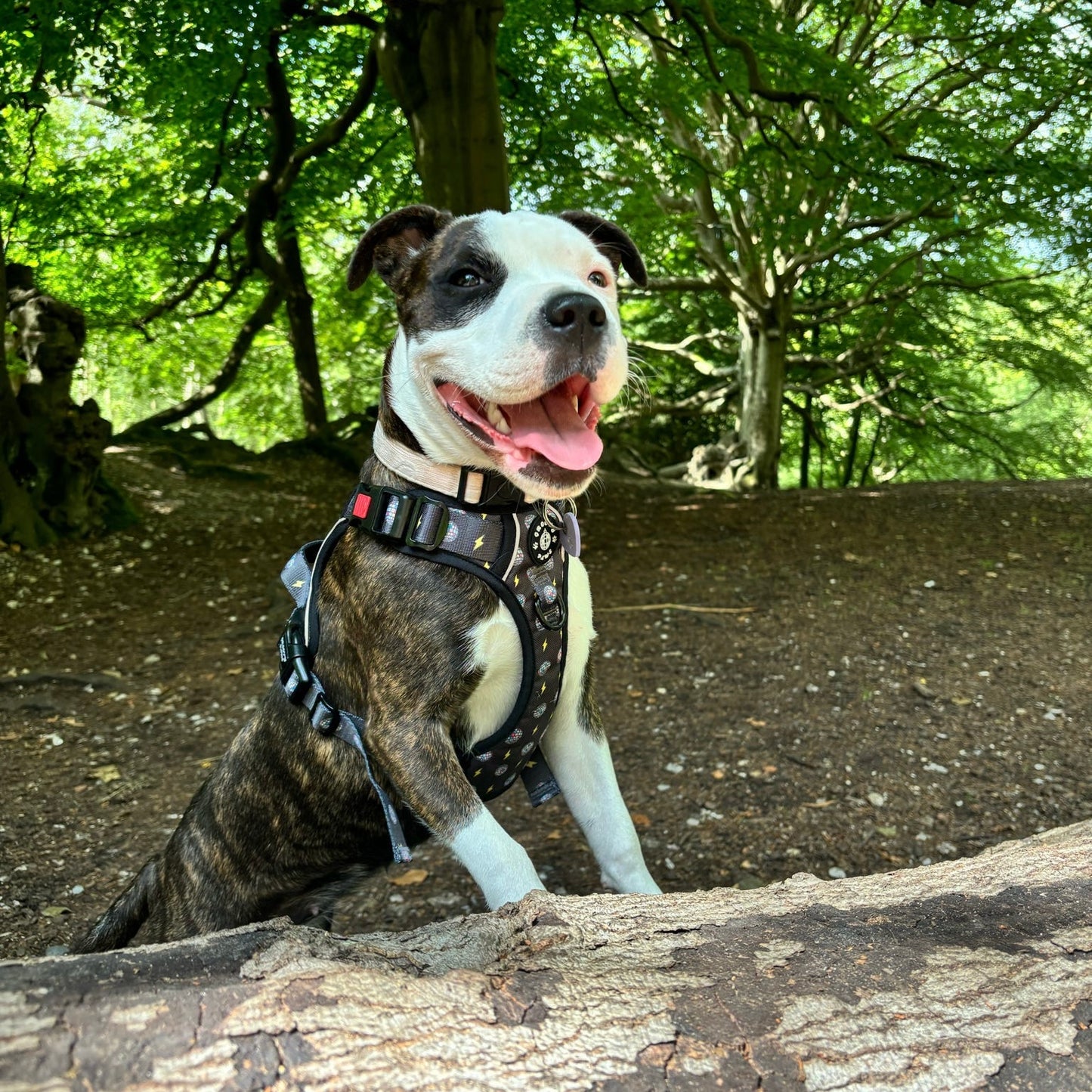 Grip & Groove Harness - Paw-Struck