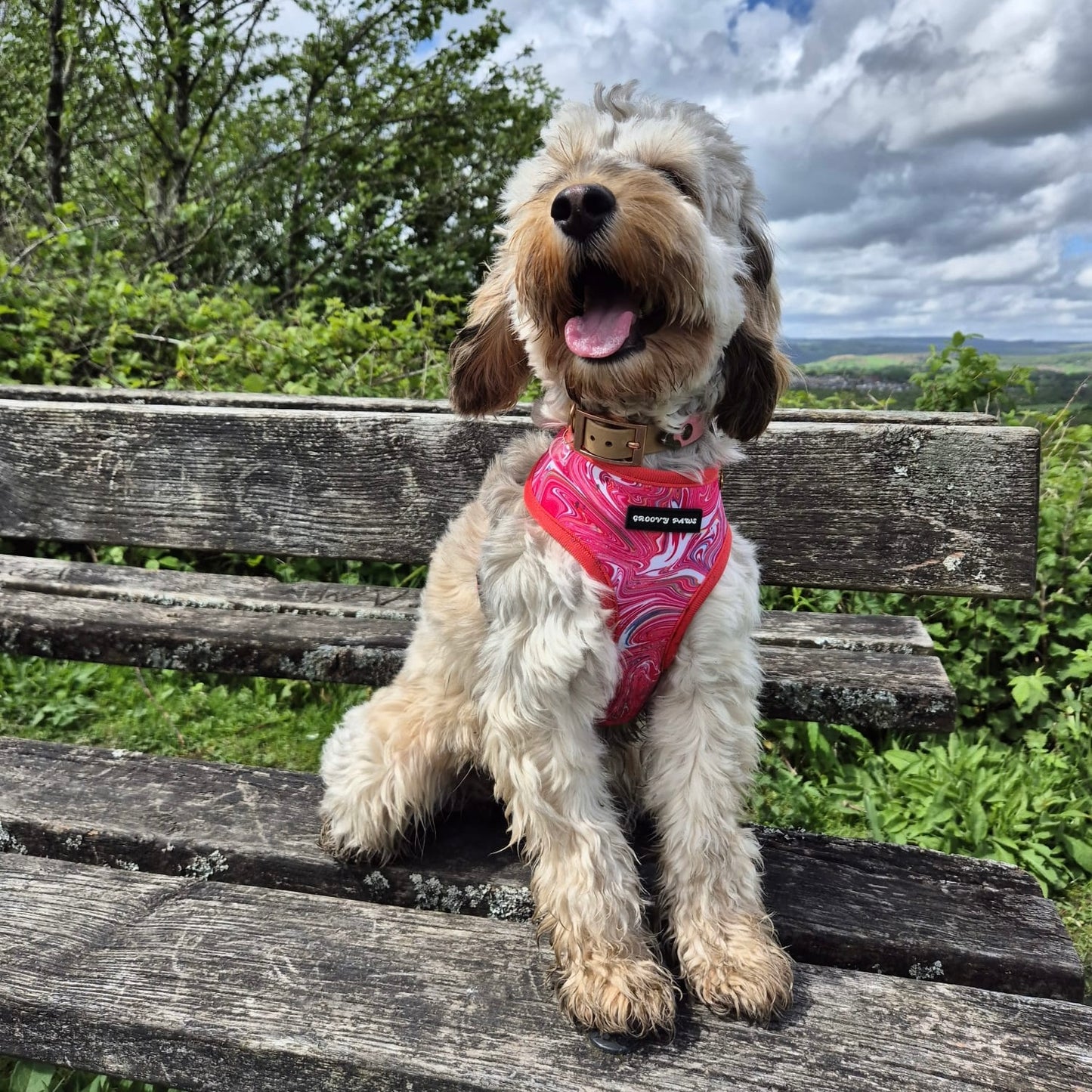 Reversible Harness - Psychedelic Pooch