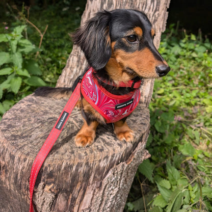 Reflective 5ft Lead - Psychedelic Pooch