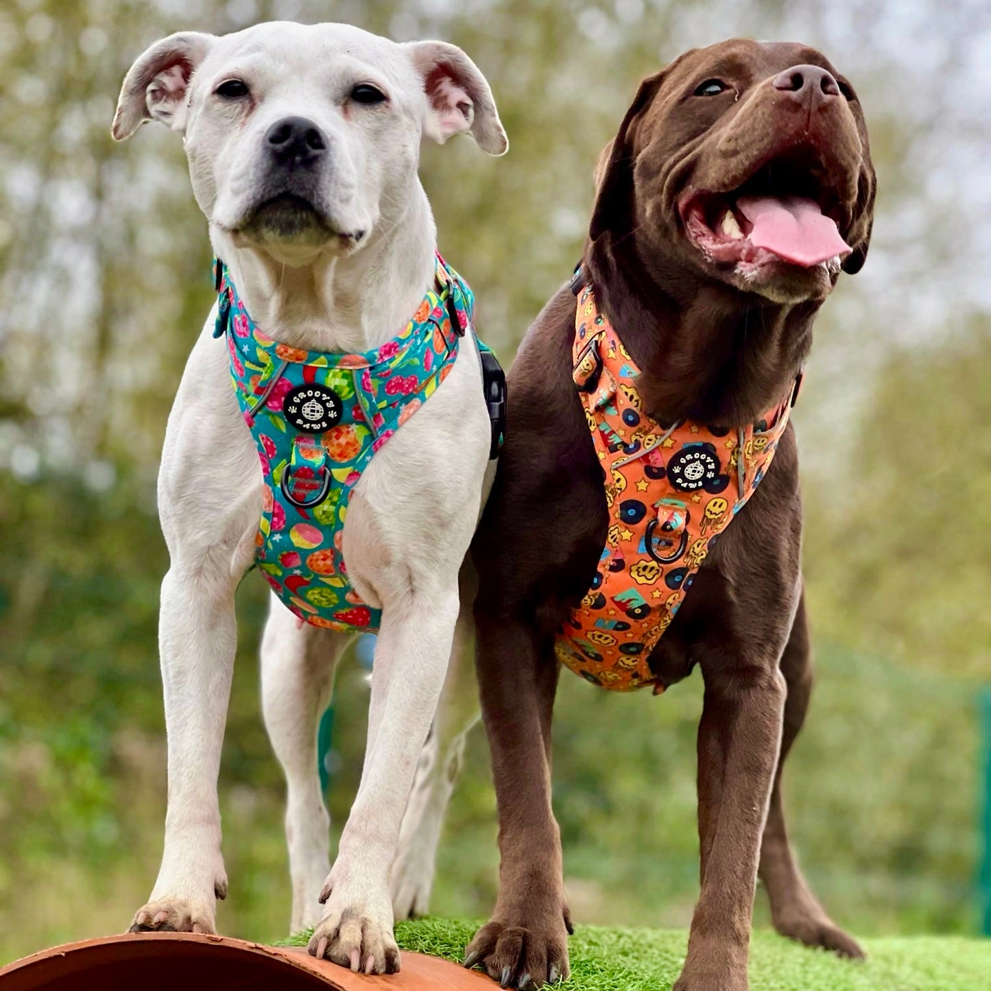 Grip & Groove Harness - Barkin' Beats