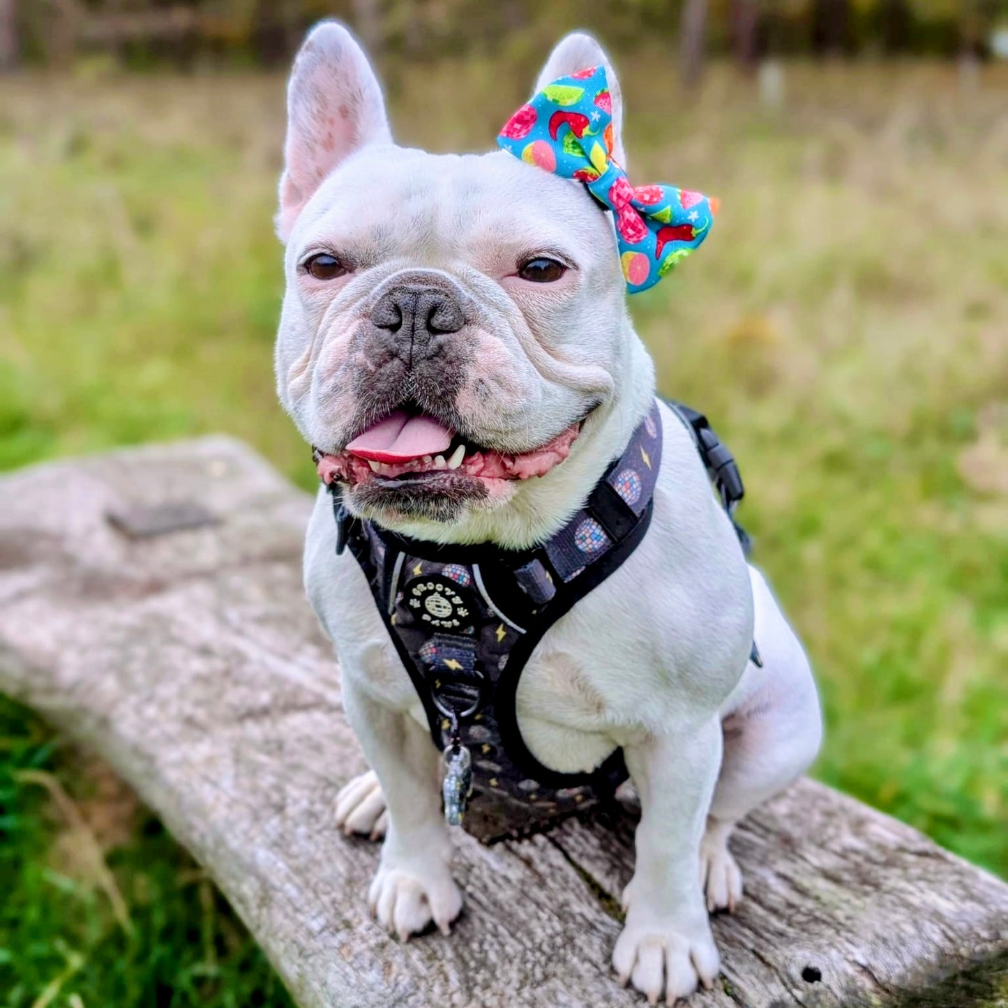 Bow Tie - Funkin' Fruit