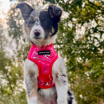 Reversible Harness - Psychedelic Pooch