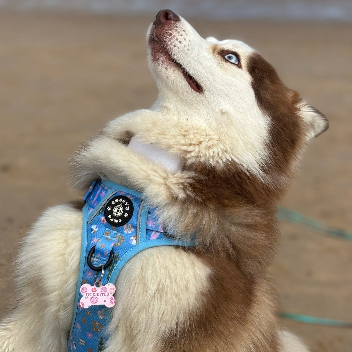 Custom Dog Tag - Peace, Love & Disco