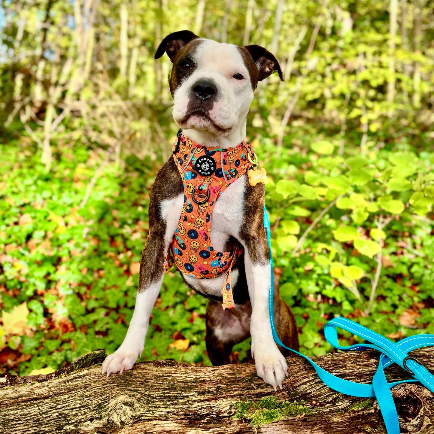 Grip & Groove Harness - Barkin' Beats