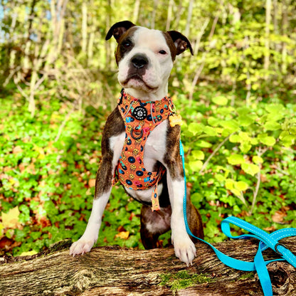 Grip & Groove Harness - Barkin' Beats