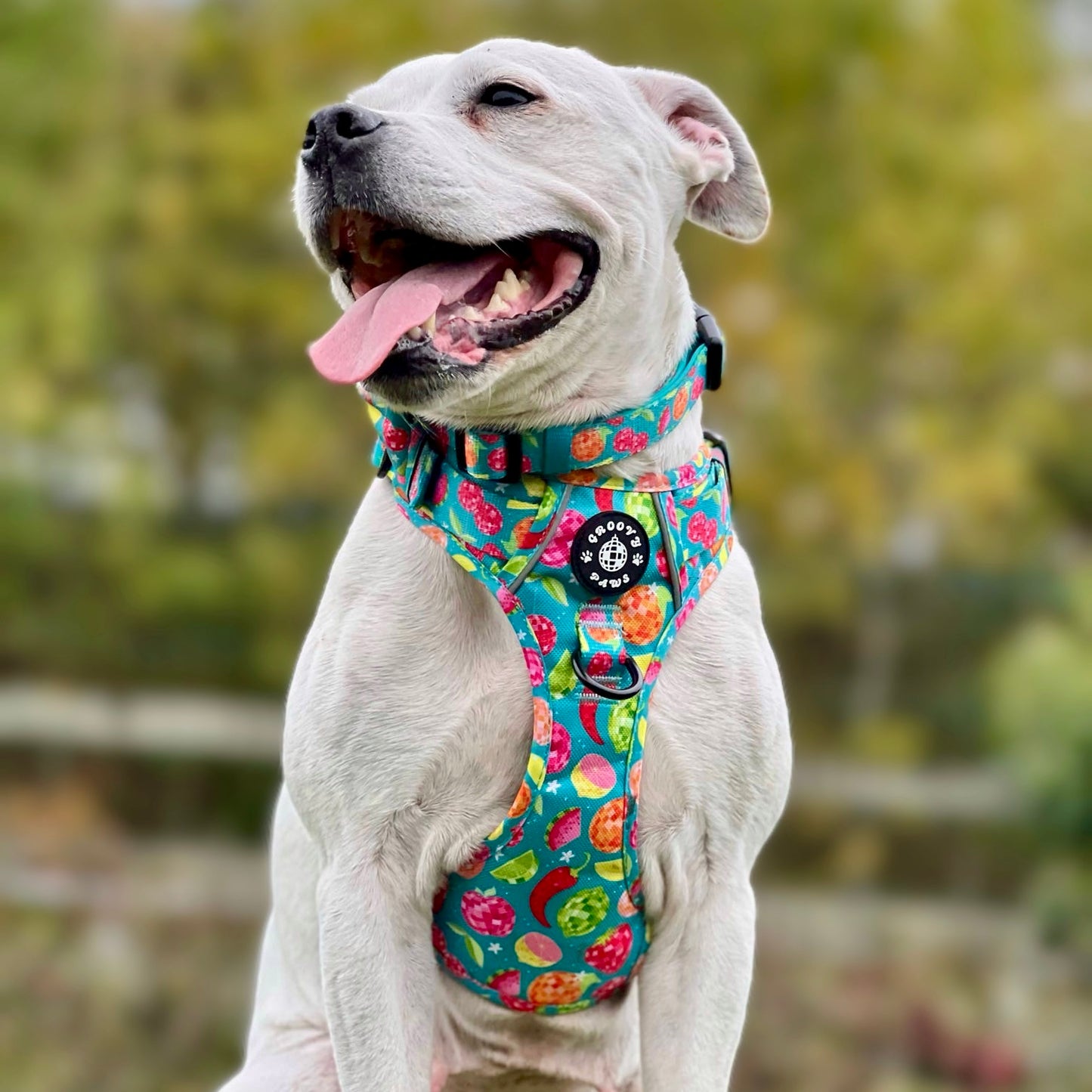 Collar - Funkin' Fruit