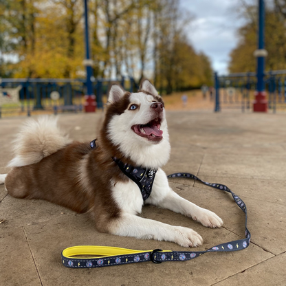 Reflective 5ft Lead - Paw-Struck