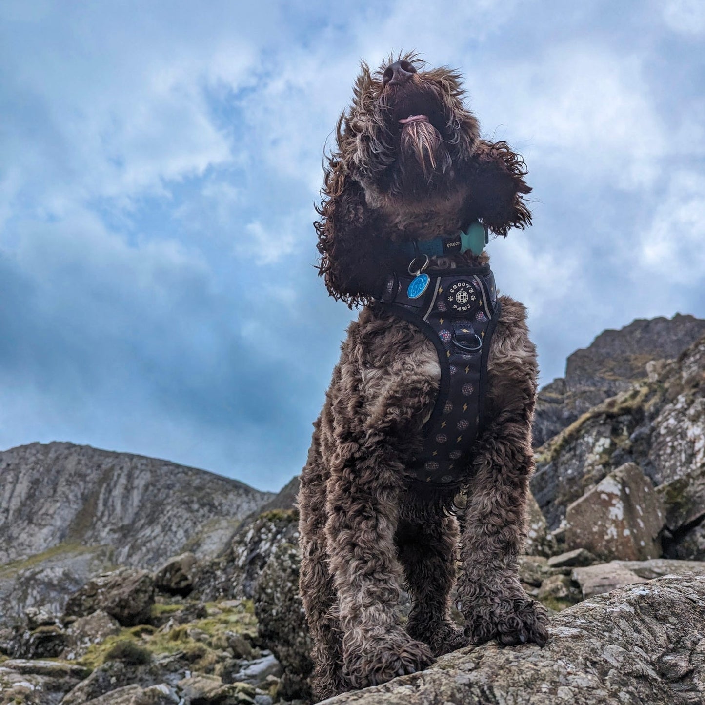 Grip & Groove Harness - Paw-Struck