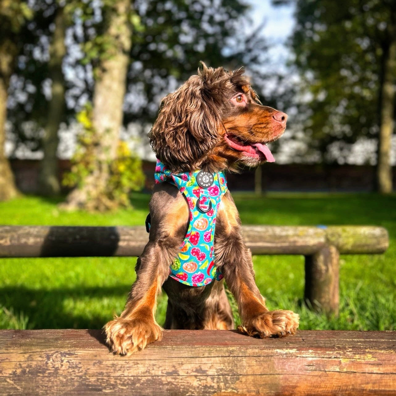 Grip & Groove Harness - Funkin' Fruit