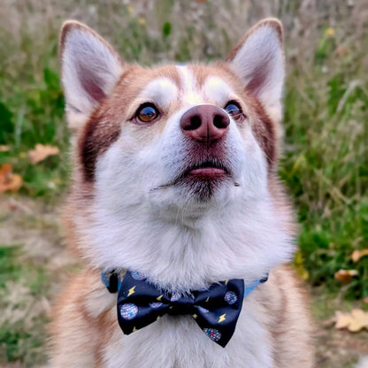 Bow Tie - Pawstruck